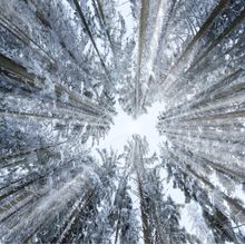 Looking Up Through A Snowy Winter Forest Mural Wallpaper