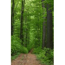 Spring Forest Trail Wall Mural