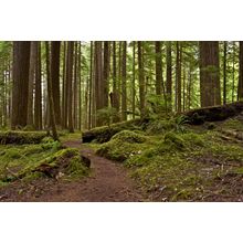 Mossy Rainforest In Oregon Wall Mural