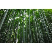 Asian Bamboo Forest Wall Mural