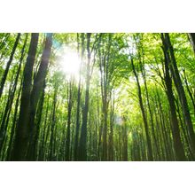 Green Spring Forest Wall Mural