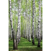 Spring Greens In Birch Grove Wall Mural
