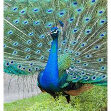 Lovely Peacock Wall Mural