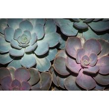 Super Succulents Wall Mural