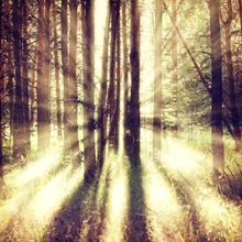 Vintage Starburst Forest Wall Mural