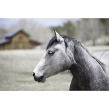 White And Grey Horse With A Blurred Barn Wall Mural