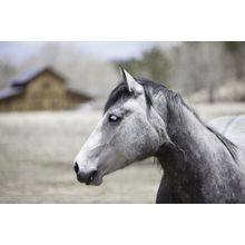White And Grey Horse With A Blurred Barn Wallpaper Mural