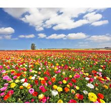 Boundless Field Wall Mural