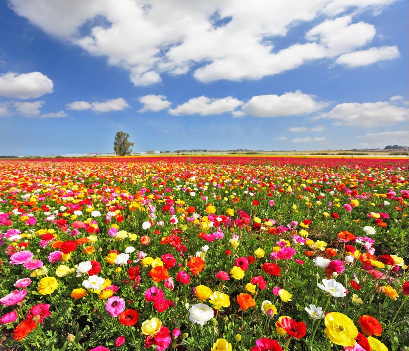 Boundless-Field-Wallpaper-Mural