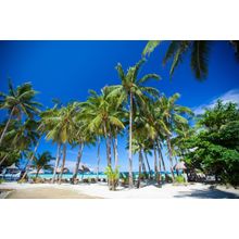 Palm Tree Resort Wall Mural