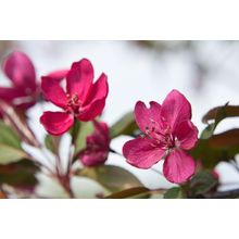 Apple Blossoms Wall Mural