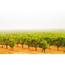 Misty Vineyard Wall Mural