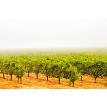 Misty Vineyard Wallpaper Mural