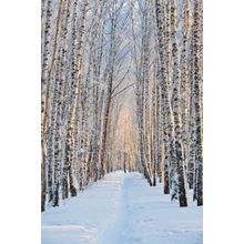 Snow-Covered Birch Alley Mural Wallpaper