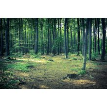Fairytale Forest Wall Mural