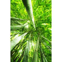 Bamboo Forest With Morning Sunlight Wall Mural