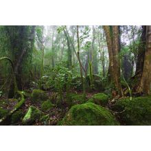 Lush Australian Rainforest Wall Mural