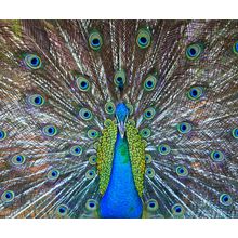 Green Beautiful Peacock Wall Mural