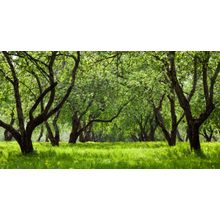 Green Apple Trees In Spring Wall Mural