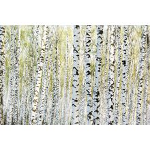 Birch Forest In The Sunlight Wall Mural