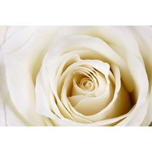 Close-up of Beautiful White Rose Wall Mural