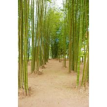 Bamboo Tree Plant In Garden Wall Mural