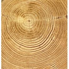 Macro Wooden Cut Wall Mural