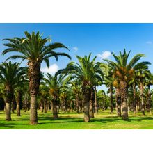 Palm Tree Grove Wall Mural