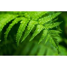 Fern Leaf With Water Drops Mural Wallpaper