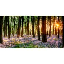 Bluebell Woods Wall Mural
