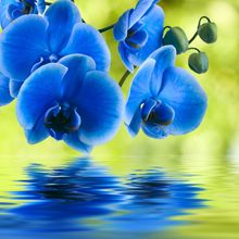 Blue Orchid Reflection Wallpaper Mural