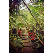 Tropical Footbridge Wall Mural