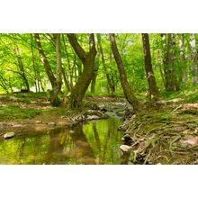 Mountain Creek In The Old Forest Wall Mural