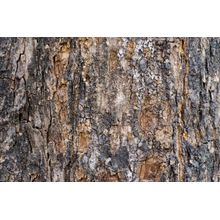 Bark Wood Texture Wall Mural