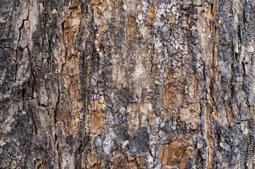 Bark-Wood-Texture-Mural-Wallpaper