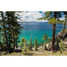 Pine Trees At Lake Tahoe Wall Mural