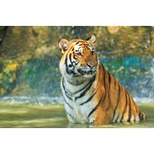 Bath Time Wall Mural