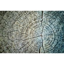 The Cross Section Of A Tree Wall Mural