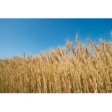 Rural Wheat Field Wall Mural