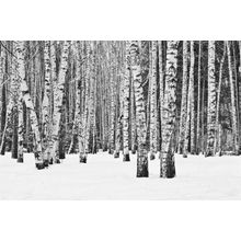 Winter Birch Forest Wall Mural