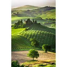 Olive Grove Wall Mural