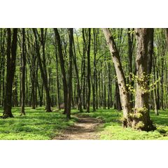 Spring Forest Path Wall Mural