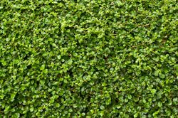 Green-Leaf-Texture-Mural-Wallpaper