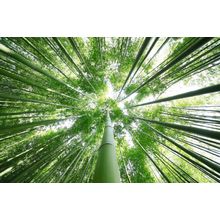 Looking Up Through The Bamboo Trees Wall Mural