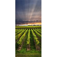 Sunset Vineyard Wall Mural