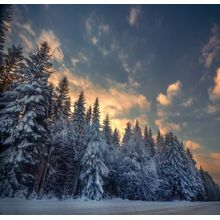 Snowy Forest Wall Mural