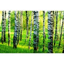 Green Summer Birch Forest Wall Mural