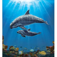 The Endangered Vaquita Wall Mural