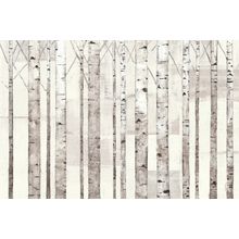 Birch Trees on White Wall Mural