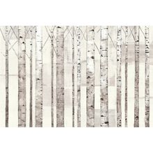 Birch Trees on White Mural Wallpaper